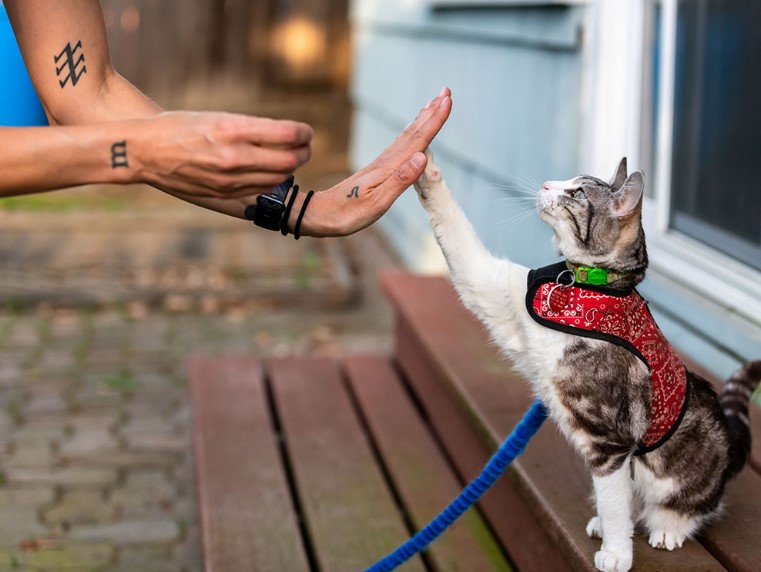 Purrfect Training: Unlocking the Secrets to a Well-Behaved Cat